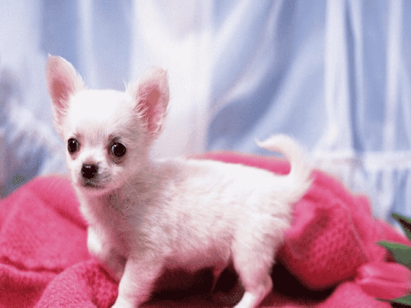 试管周期中抽血男性试管生子几率试管单纯疱疹阳性